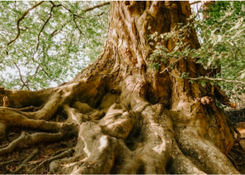 RESILIENCY – THE KEY TO MANAGE DISRUPTIONS AND GROWTH